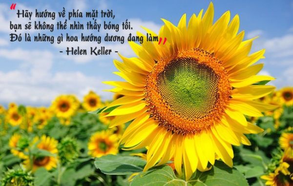 Những câu nói hay về sự cố gắng tiếp thêm nghị lực cho bạn 5 Những câu nói hay về sự cố gắng tiếp thêm nghị lực cho bạn